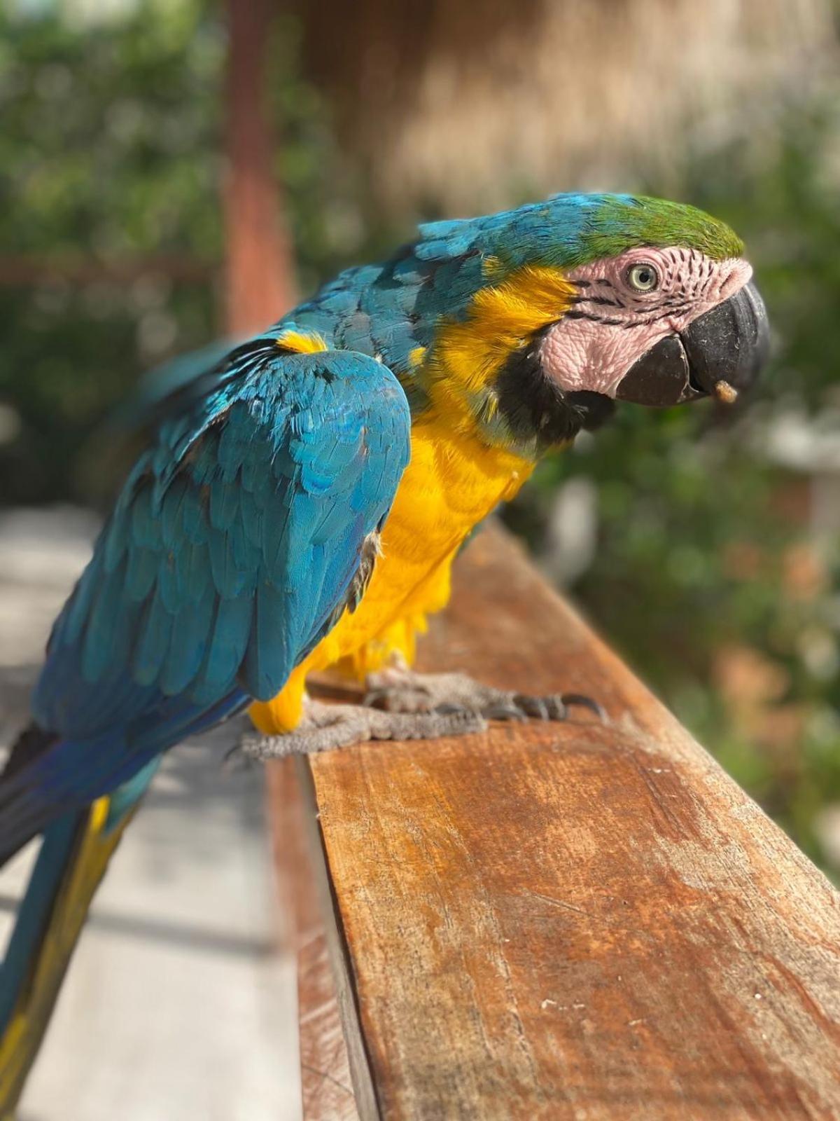 Santa Lova Eco-Hostel Isla Tintipan Tintipan Island 外观 照片
