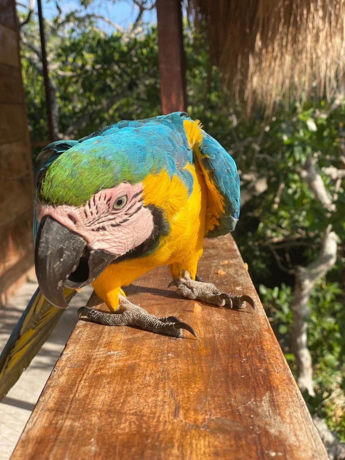 Santa Lova Eco-Hostel Isla Tintipan Tintipan Island 外观 照片