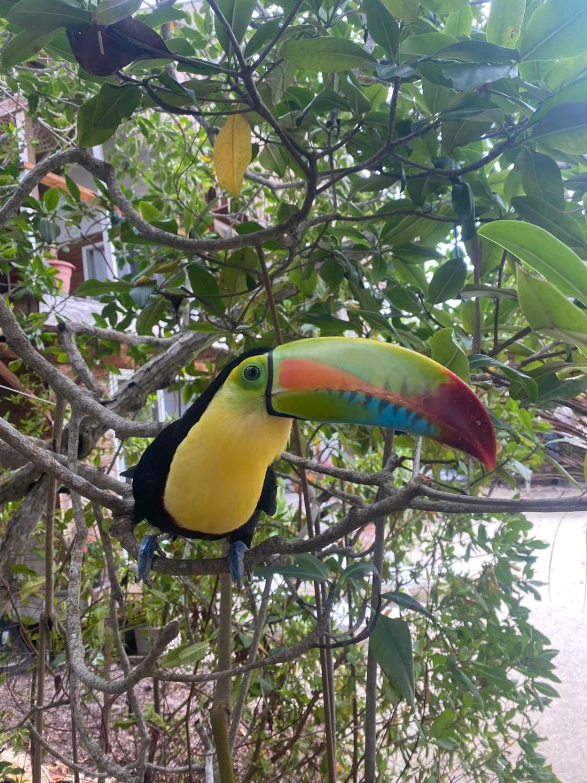 Santa Lova Eco-Hostel Isla Tintipan Tintipan Island 外观 照片